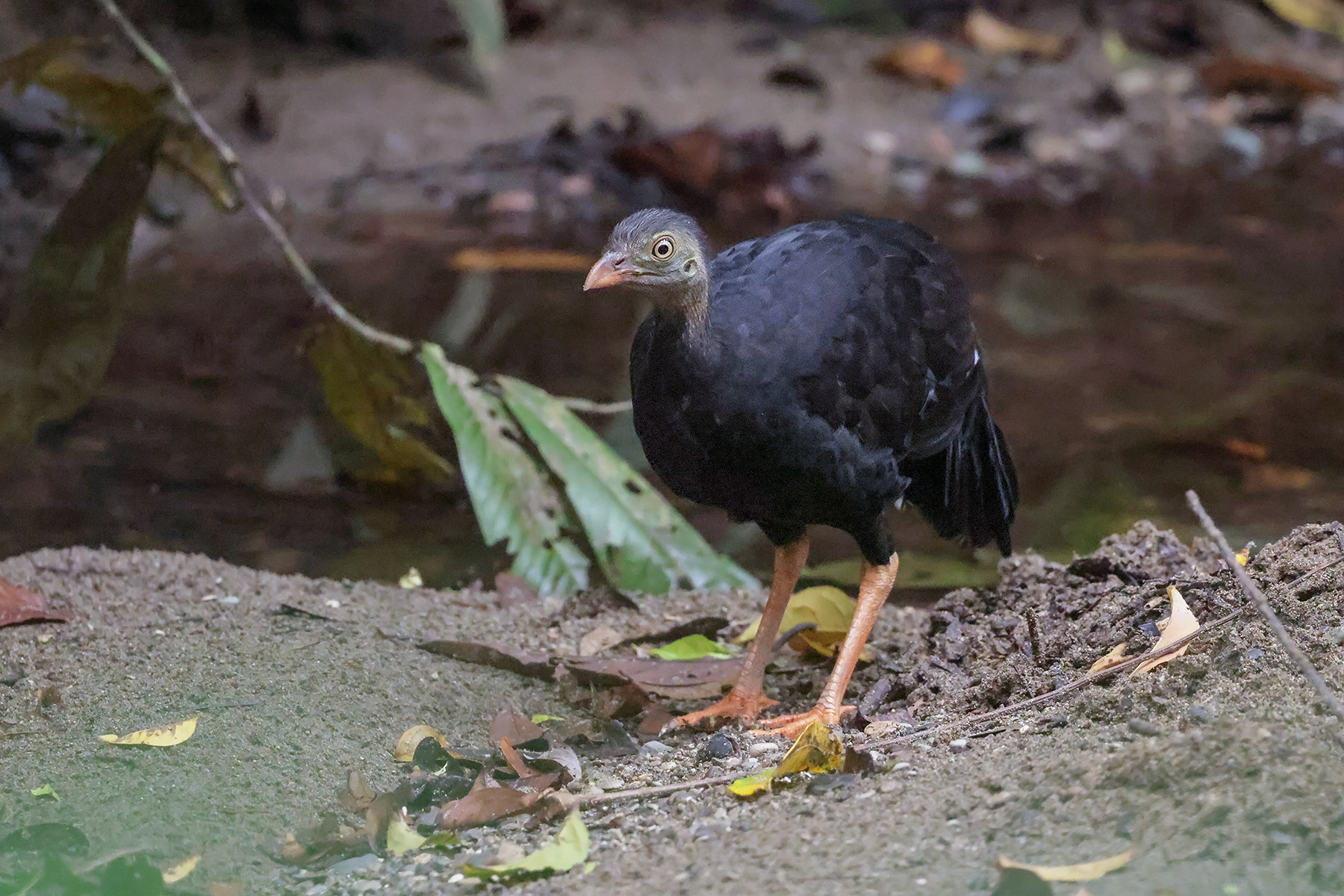 Red-billed Brushturkey (image by Ma Yan Bryant)
