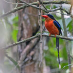 Red-breasted Paradise-Kingfisher (image by Pete Morris)