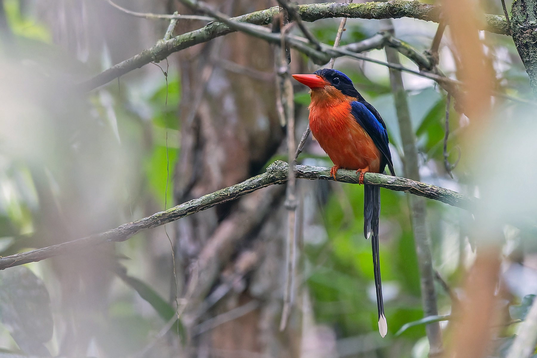 Red-breasted Paradise-Kingfisher (image by Pete Morris)