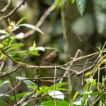 Red-faced Crimsonwing (image by Bjorn Andersson)