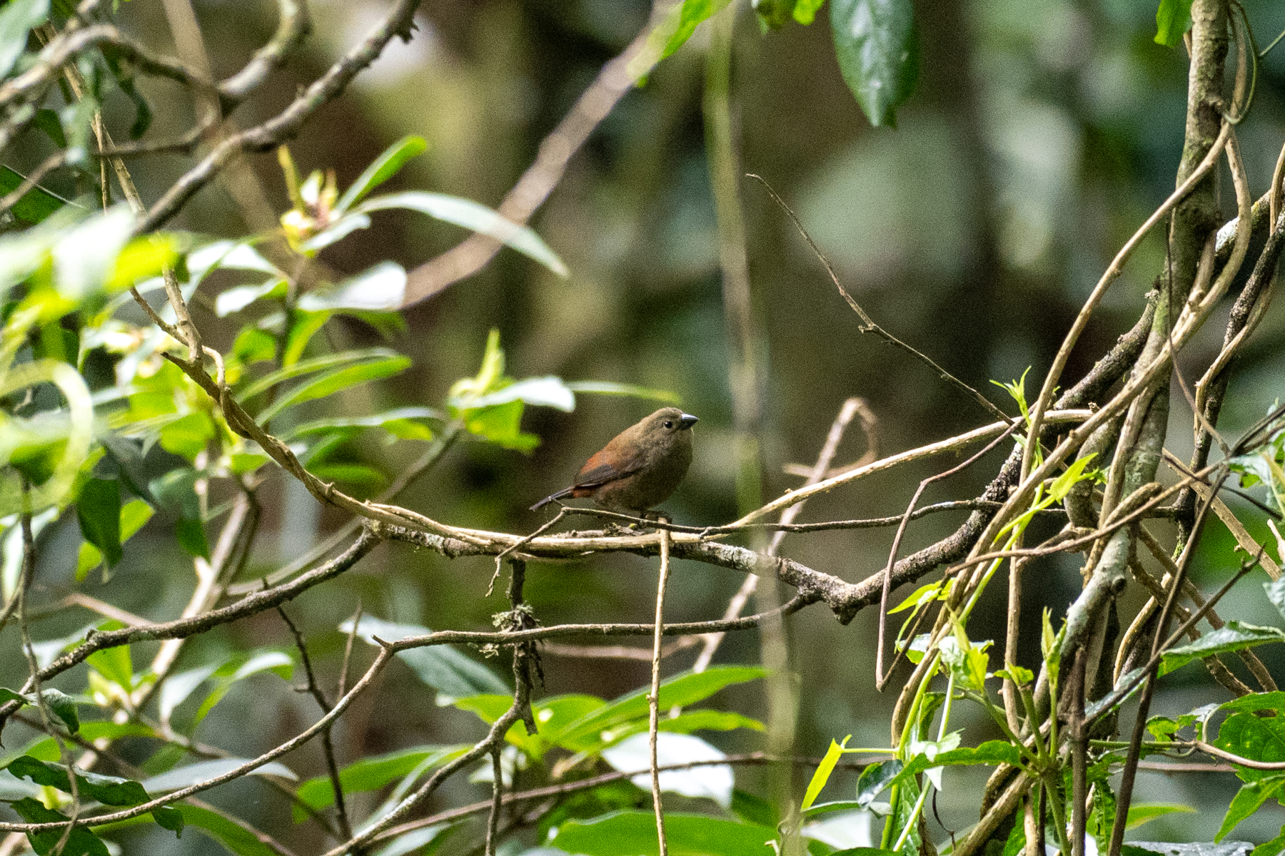 Red-faced Crimsonwing (image by Bjorn Andersson)