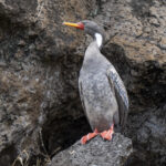 Red-legged Cormorant (image by Mark Beaman)