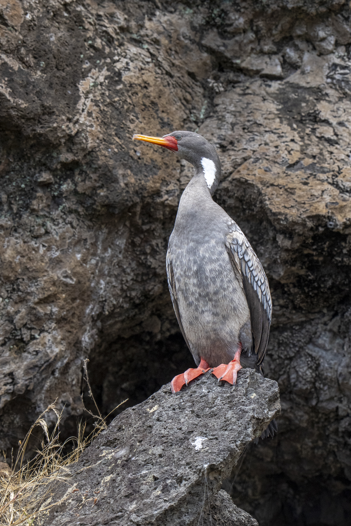 Red-legged Cormorant (image by Mark Beaman)