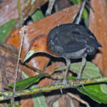 Red-necked Crake (image by Pete Morris)