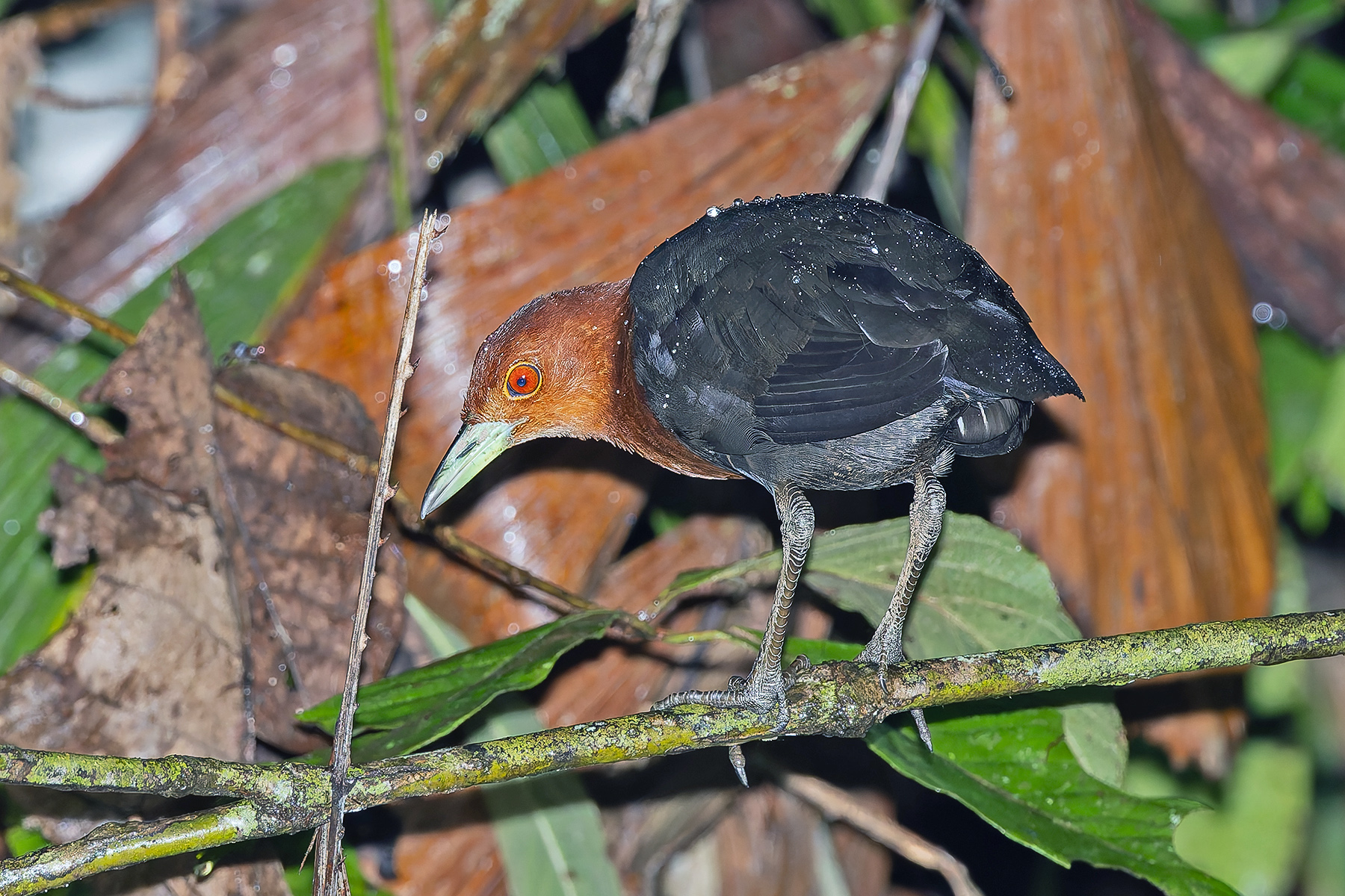 Red-necked Crake (image by Pete Morris)