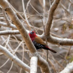 Red-throated Twinspot (image by Bjorn Andersson)