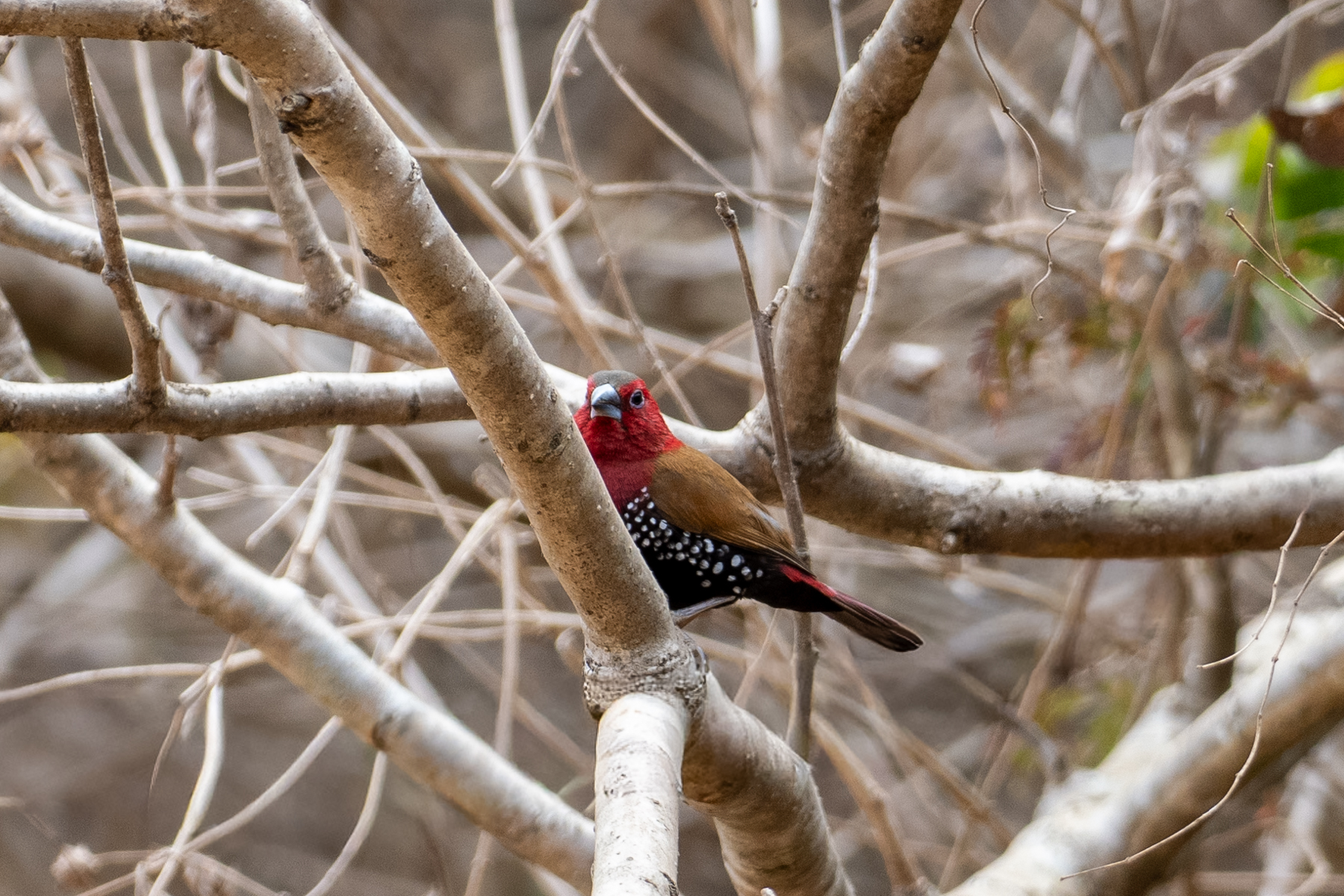 Red-throated Twinspot (image by Bjorn Andersson)