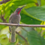 Ruby-throated Myzomela (image by Pete Morris)