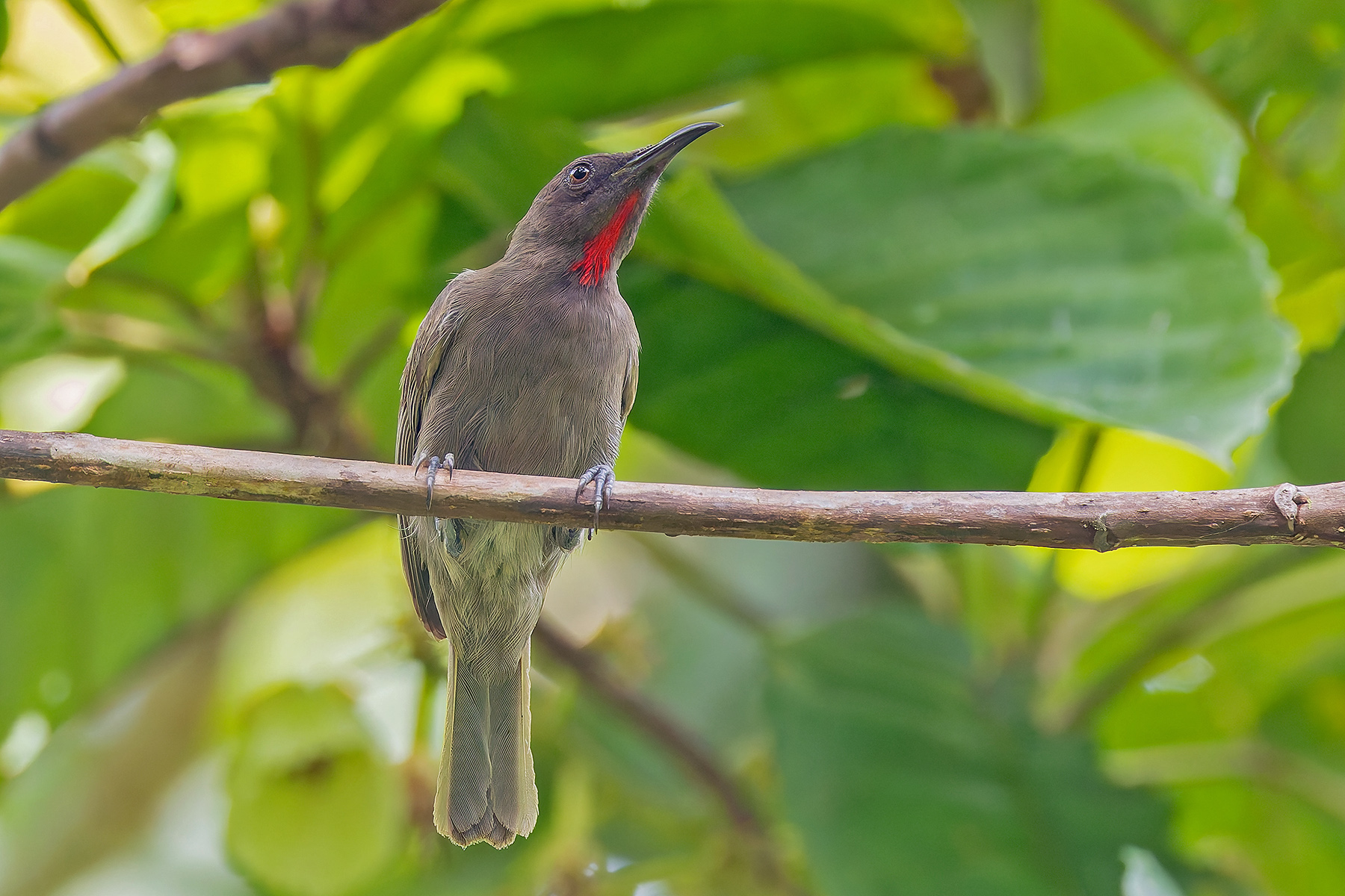 Ruby-throated Myzomela (image by Pete Morris)