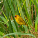 Ruvu Weaver (image by Bjorn Andersson)