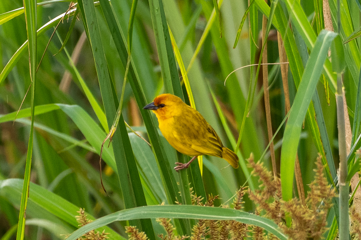 Ruvu Weaver (image by Bjorn Andersson)