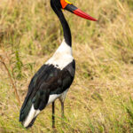 Saddle-billed Stork (image by Bjorn Andersson)