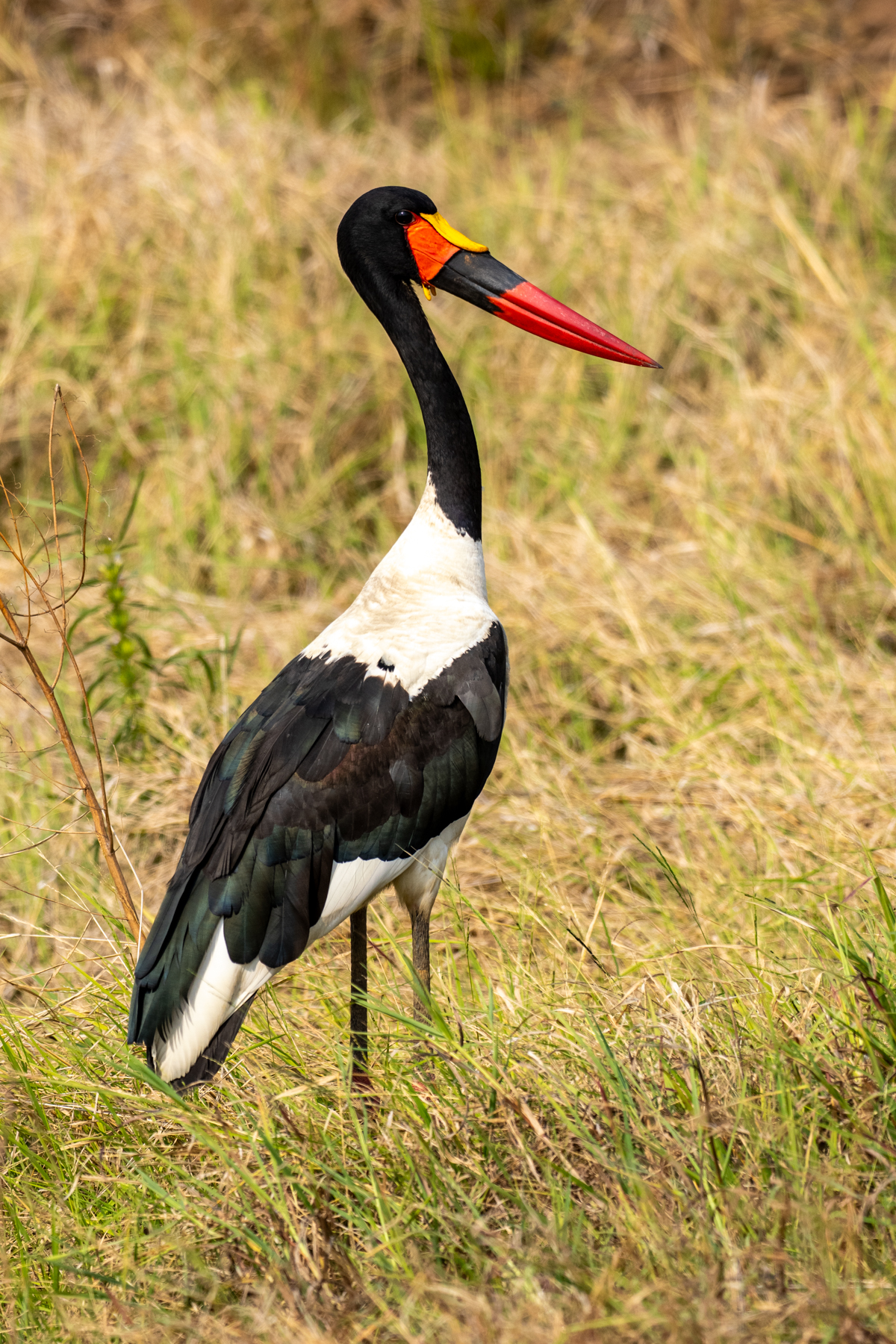 Saddle-billed Stork (image by Bjorn Andersson)