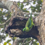 Salvadori's Fig-Parrot (image by Pete Morris)