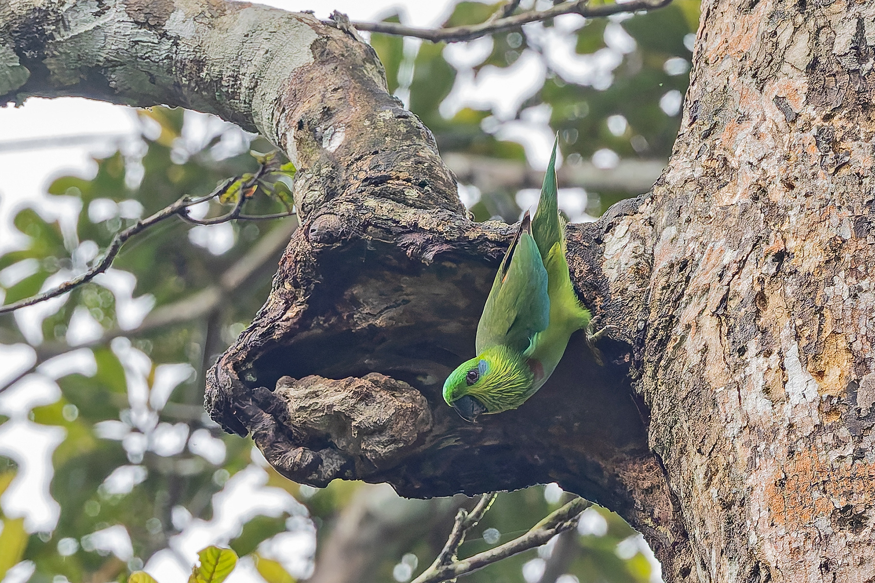 Salvadori's Fig-Parrot (image by Pete Morris)