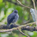 Smoky Robin (image by Pete Morris)