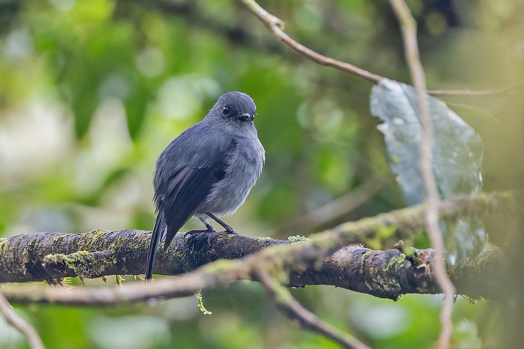 Smoky Robin (image by Pete Morris)