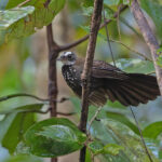 Sooty Thicket-Fantail (image by Pete Morris)