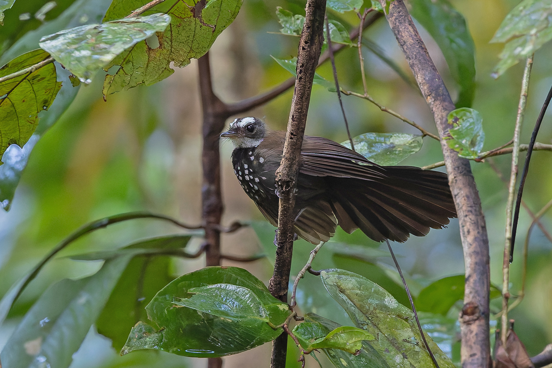 Sooty Thicket-Fantail (image by Pete Morris)