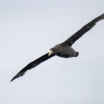 Southern Giant Petrel (image by Mark Beaman)