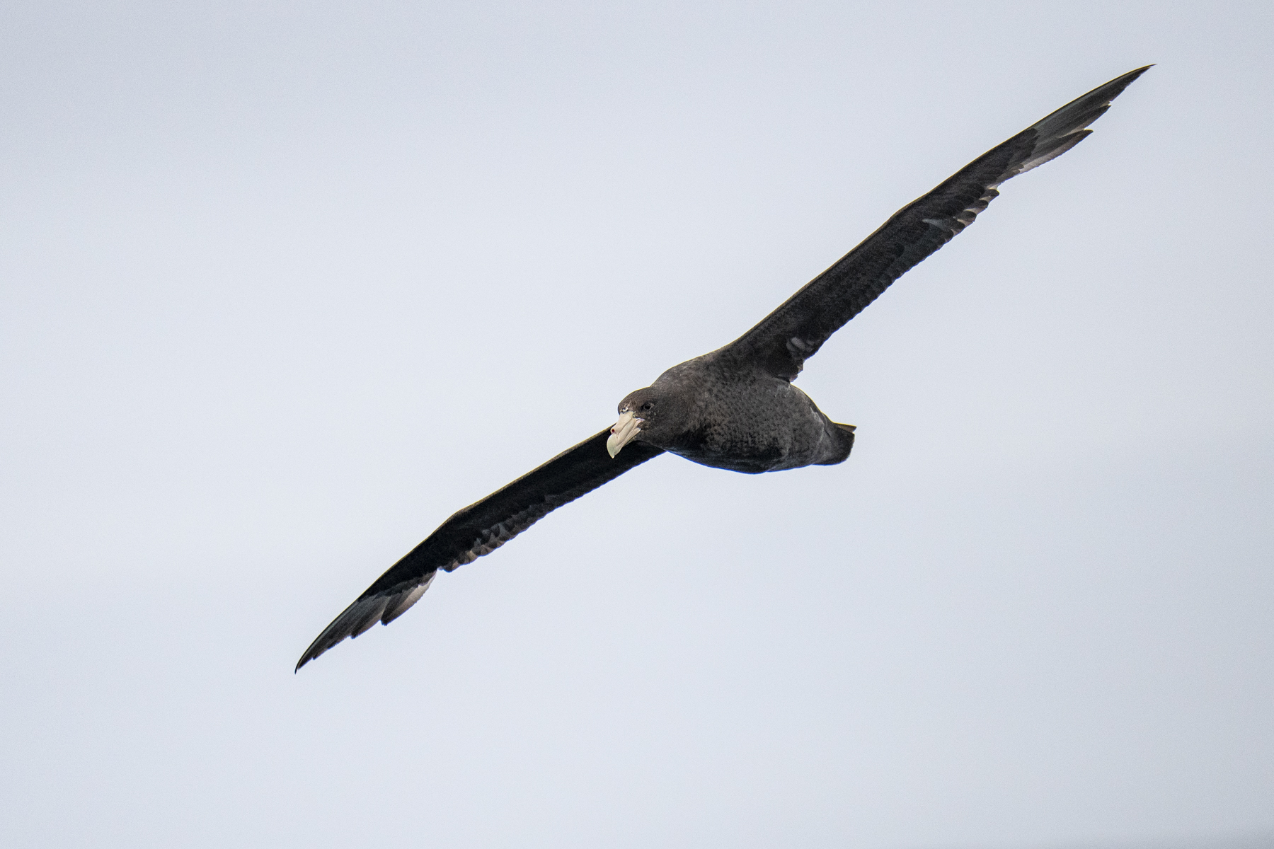 Southern Giant Petrel (image by Mark Beaman)