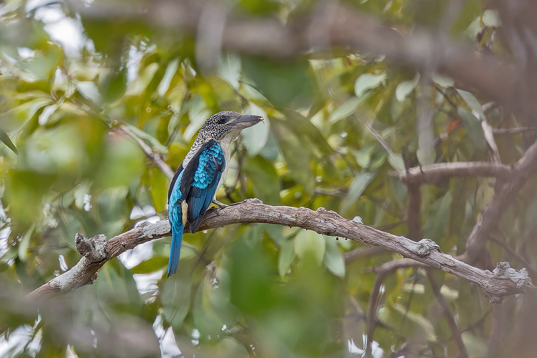 Spangled Kookaburra (image by Pete Morris)