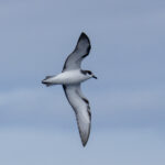 Stejneger's Petrel (image by Mark Beaman)