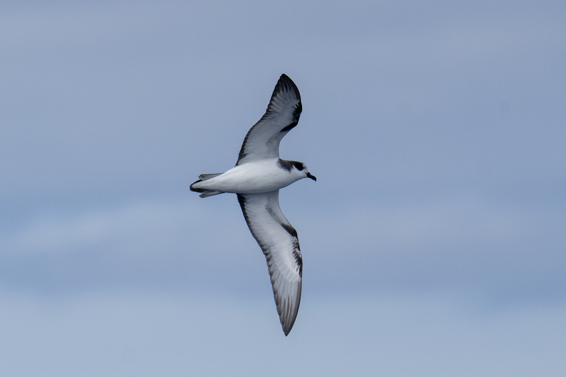 Stejneger's Petrel (image by Mark Beaman)