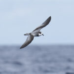 Stejneger's Petrel (image by Mark Beaman)