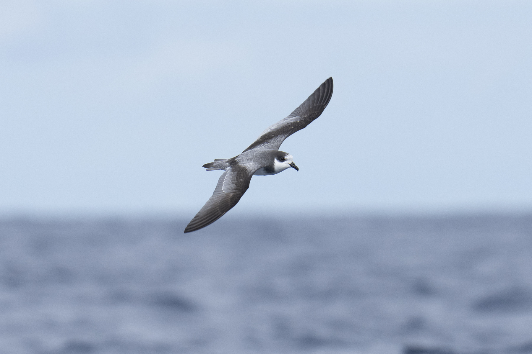 Stejneger's Petrel (image by Mark Beaman)