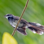 Supertramp Fantail (image by Pete Morris)