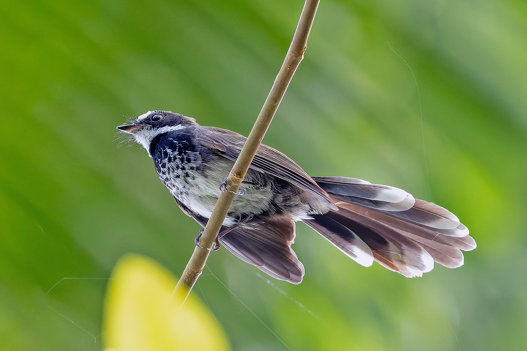 Supertramp Fantail (image by Pete Morris)