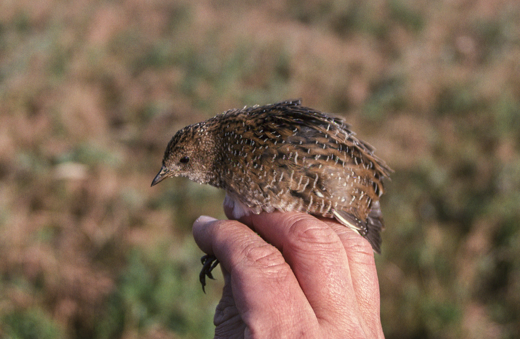 Swinhoe's Rail in China (image by Mark Beaman)