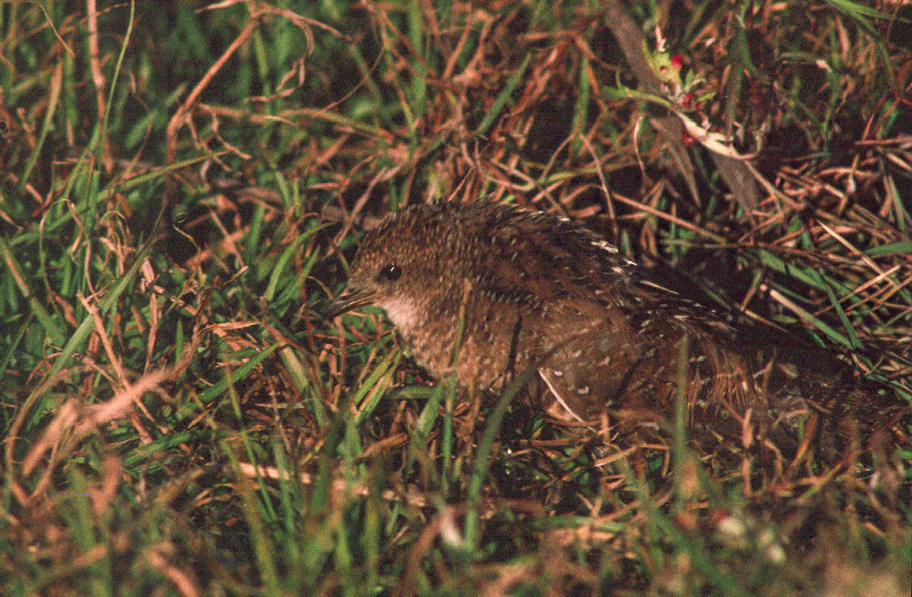 Swinhoe's Rail in China (image by Mark Beaman)