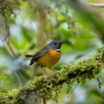 Swynnerton's Robin (image by Bjorn Andersson)
