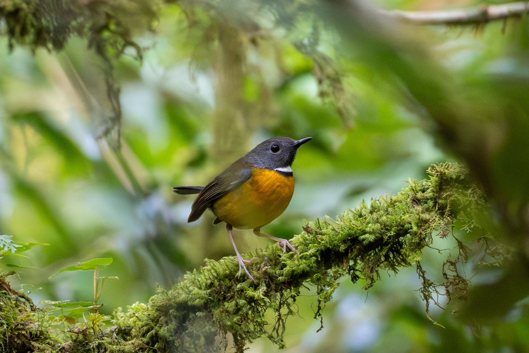 Swynnerton's Robin (image by Bjorn Andersson)