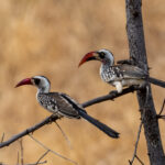 Tanzanian Red-billed Hornbills (image by Bjorn Andersson)