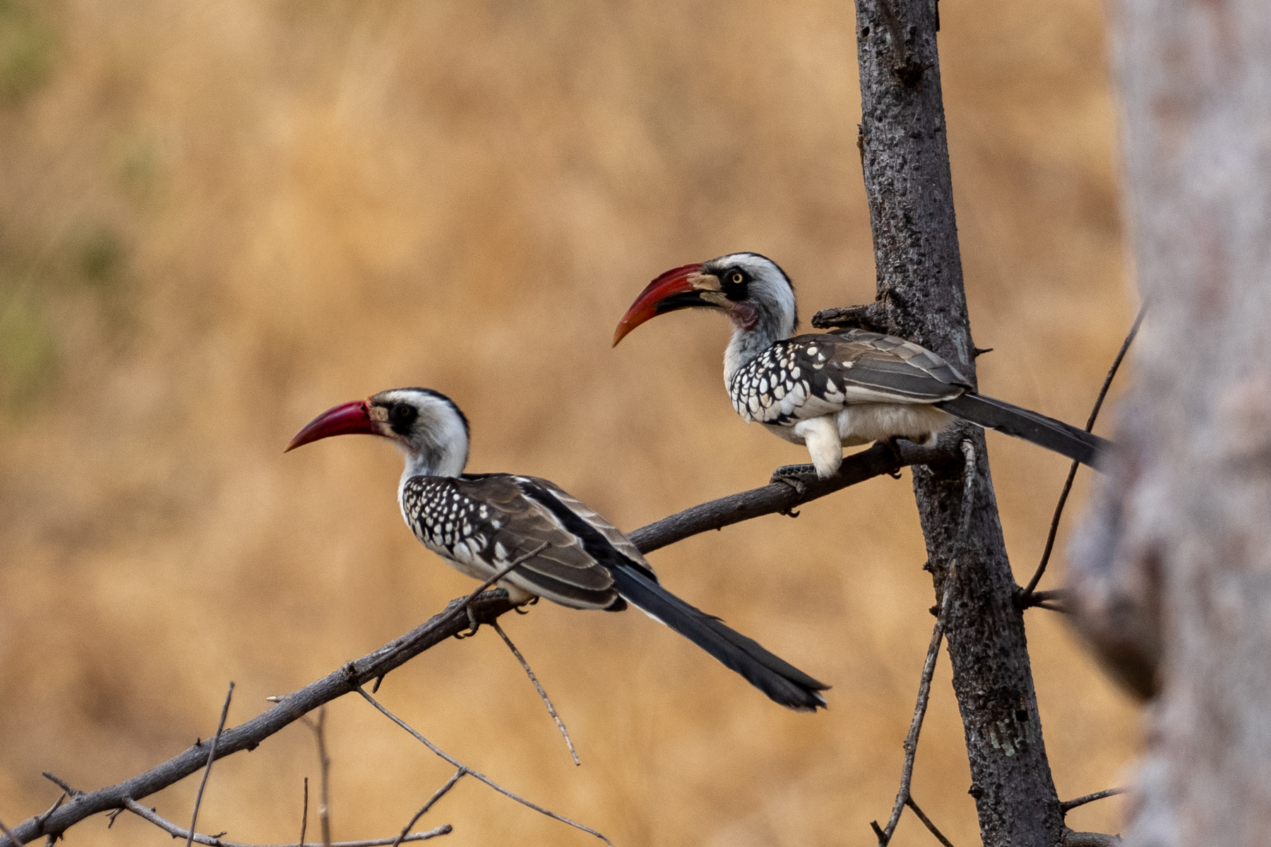 Tanzanian Red-billed Hornbills (image by Bjorn Andersson)