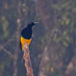 Twelve-wired Bird-of-Paradise (image by Pete Morris)