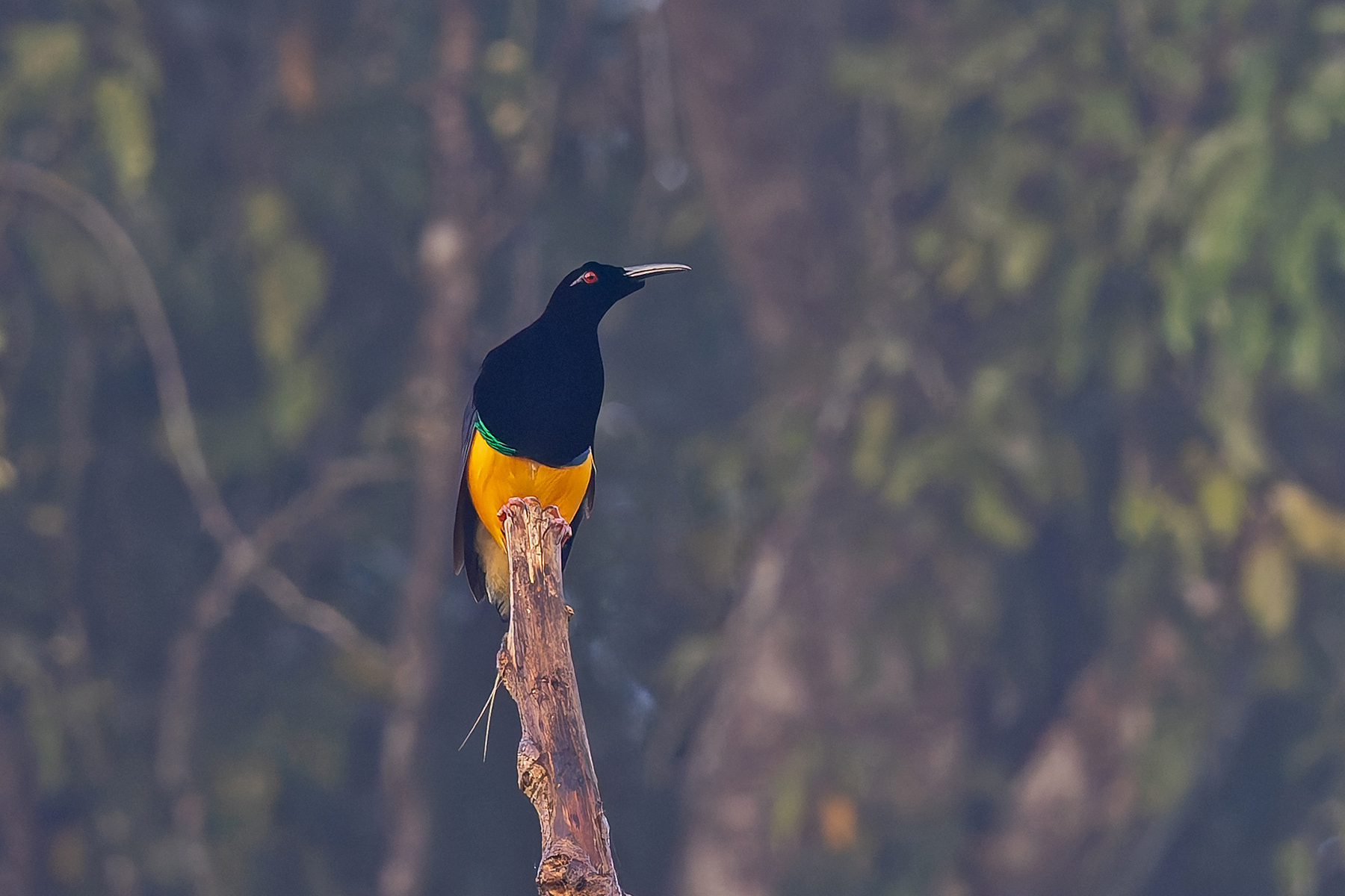 Twelve-wired Bird-of-Paradise (image by Pete Morris)