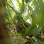 Udzungwa Forest Partridge (image by Bjorn Andersson)