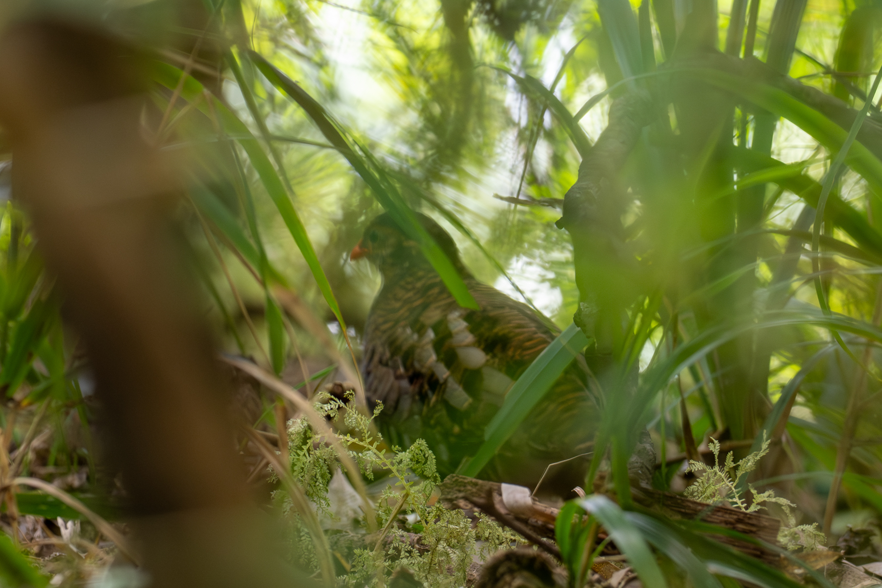 Udzungwa Forest Partridge (image by Bjorn Andersson)
