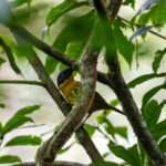Uluguru Bushshrike (image by Bjorn Andersson)