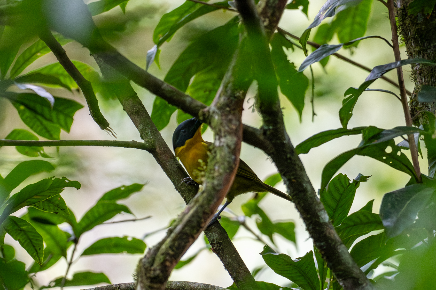Uluguru Bushshrike (image by Bjorn Andersson)