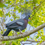 Victoria Crowned Pigeon (image by Pete Morris)