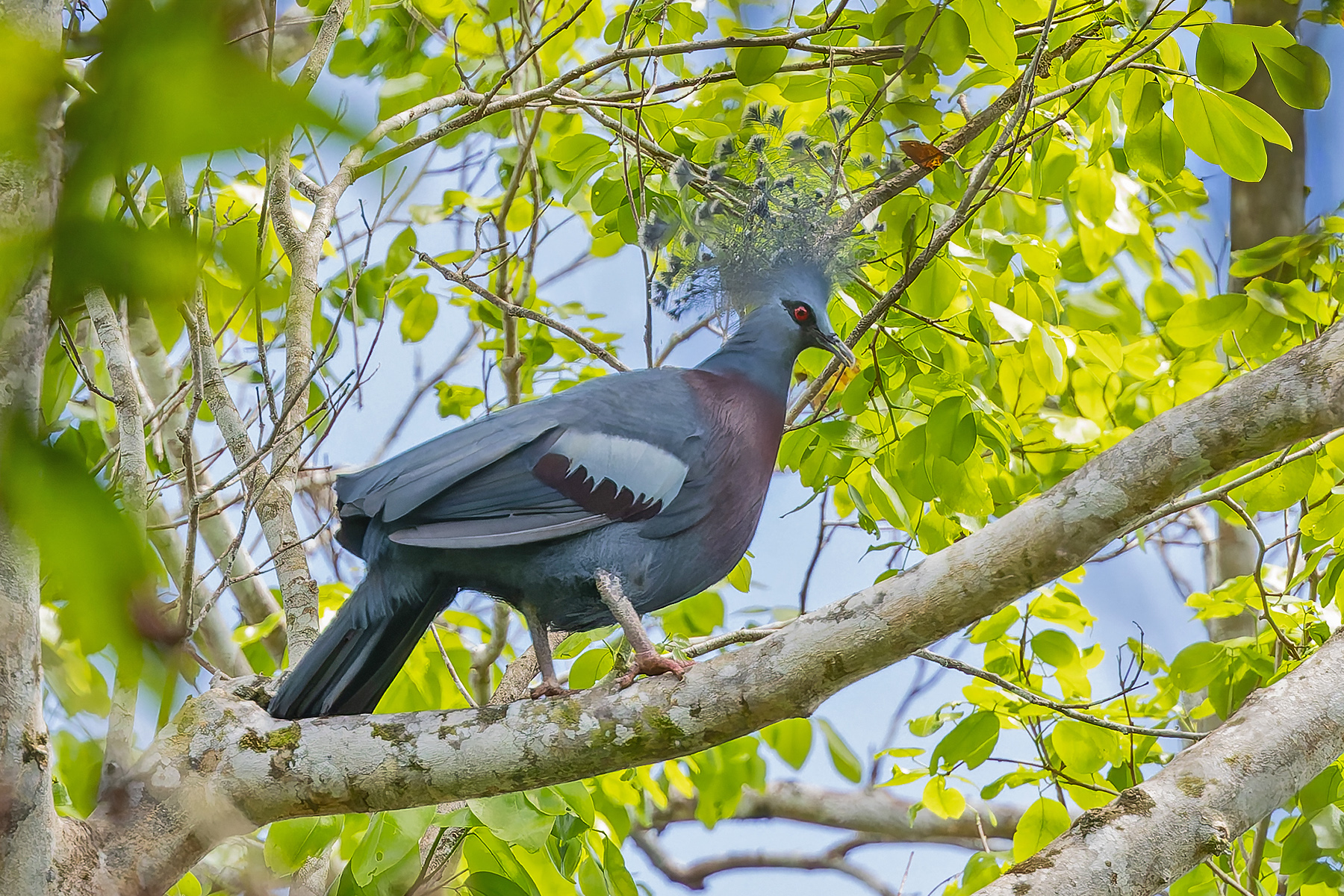 Victoria Crowned Pigeon (image by Pete Morris)