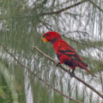 Violet-necked Lory (image by Pete Morris)