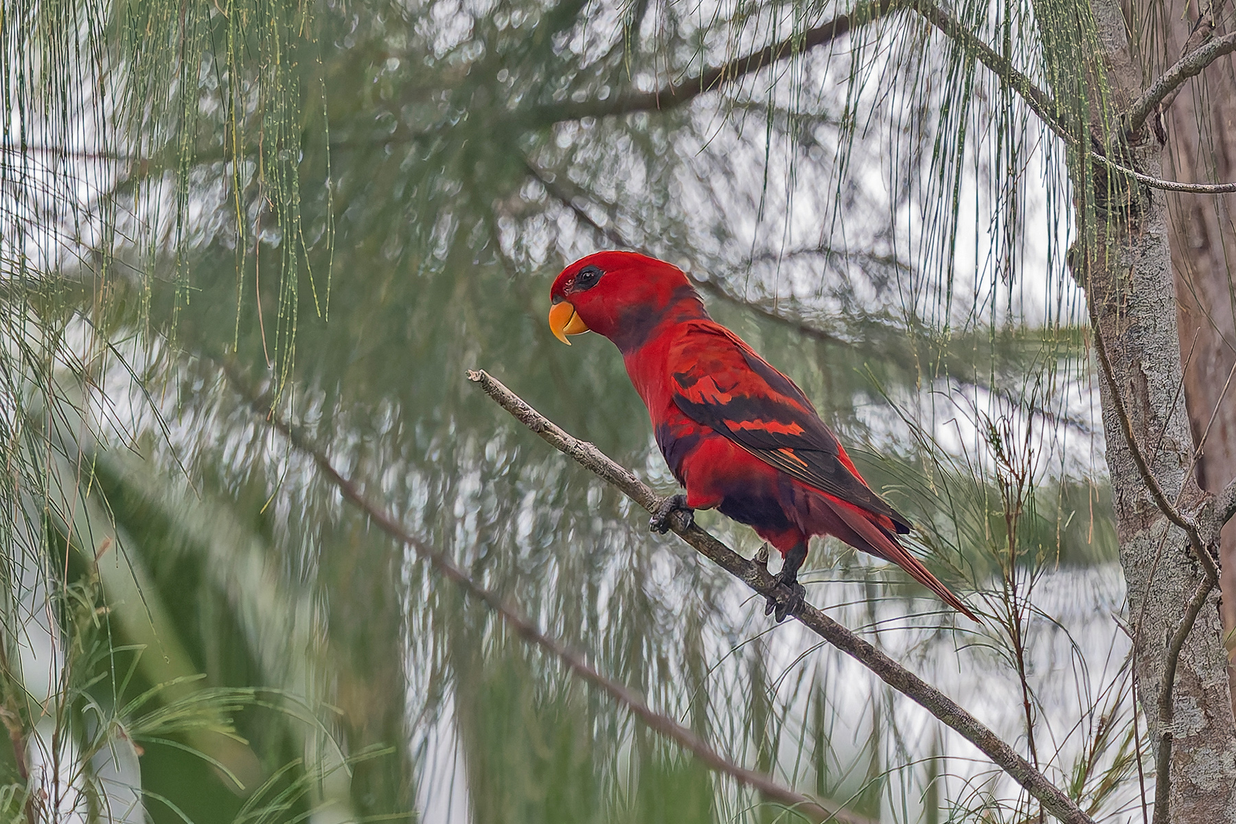 Violet-necked Lory (image by Pete Morris)