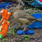 Vogelkop Bowerbird (image by Pete Morris)