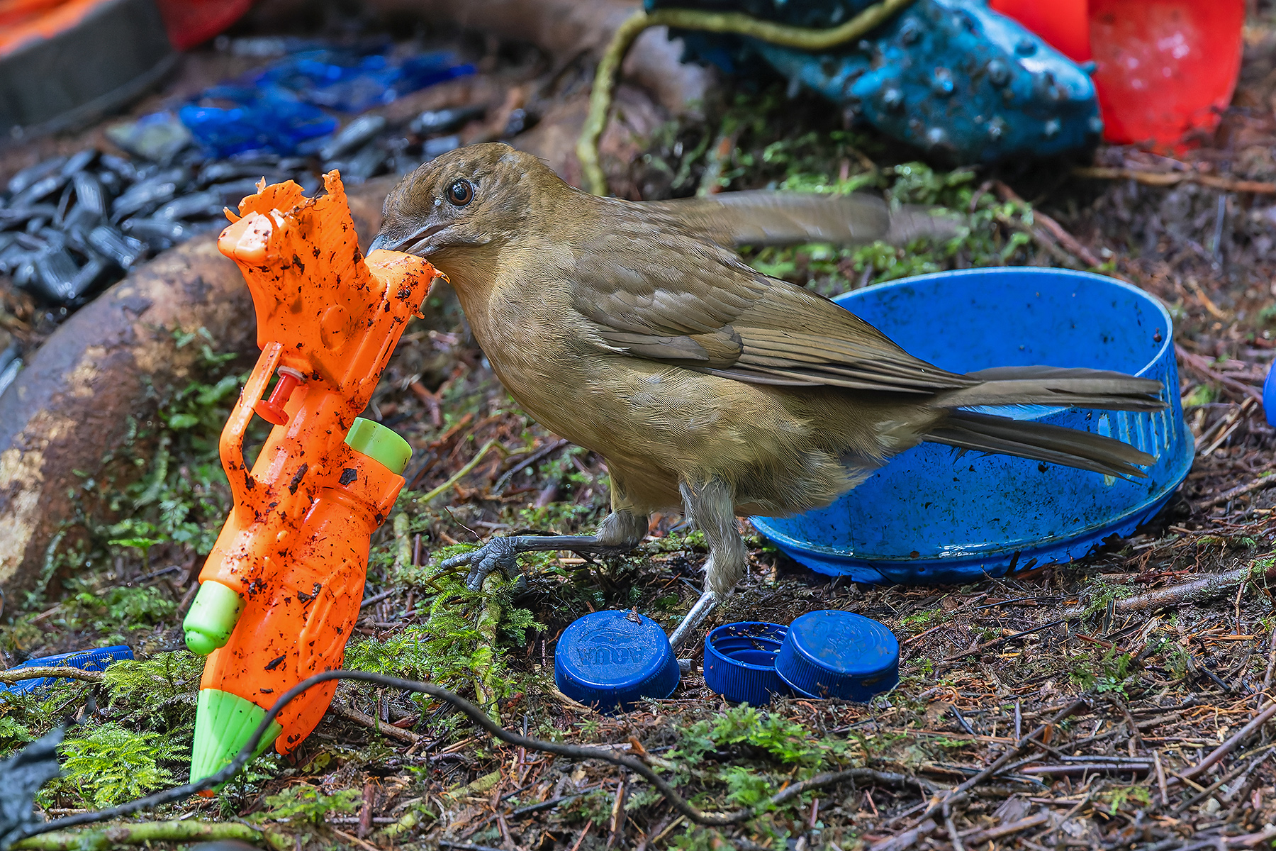 Vogelkop Bowerbird (image by Pete Morris)